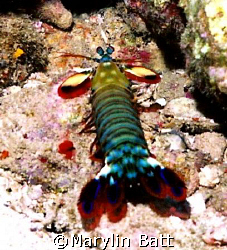 Peacock Mantis Shrimp, Nikonos V  by Marylin Batt 